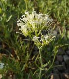 Centranthus ruber