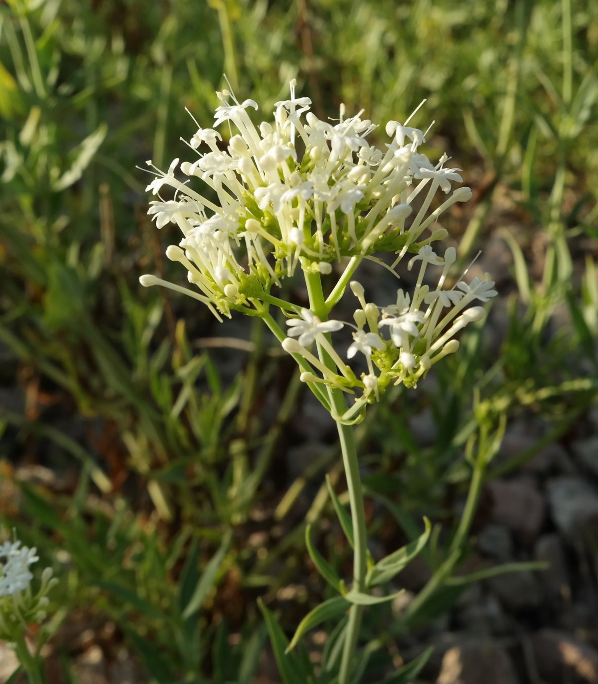 Image of Centranthus ruber specimen.