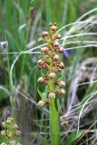 Dactylorhiza viridis