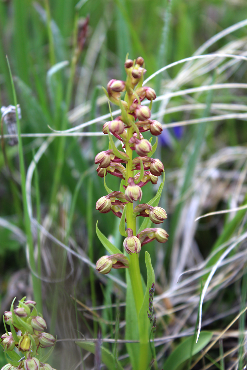 Изображение особи Dactylorhiza viridis.