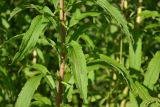 Solidago canadensis