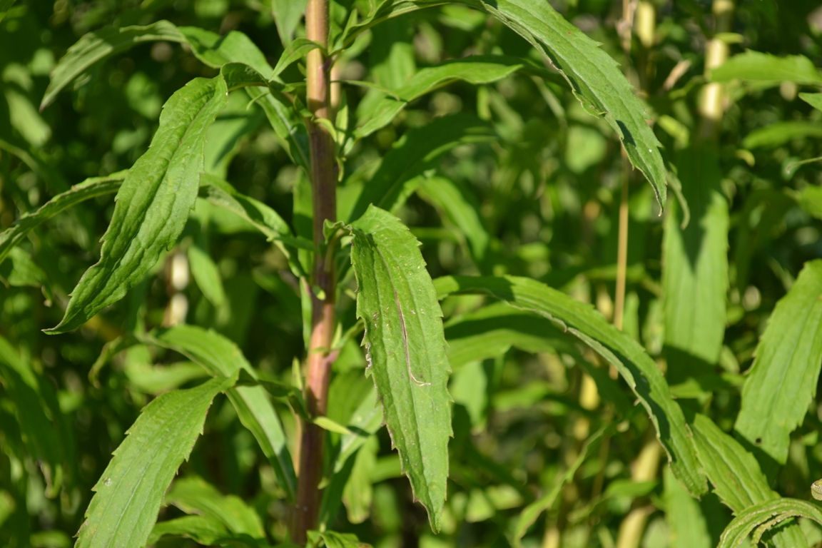 Image of Solidago canadensis specimen.