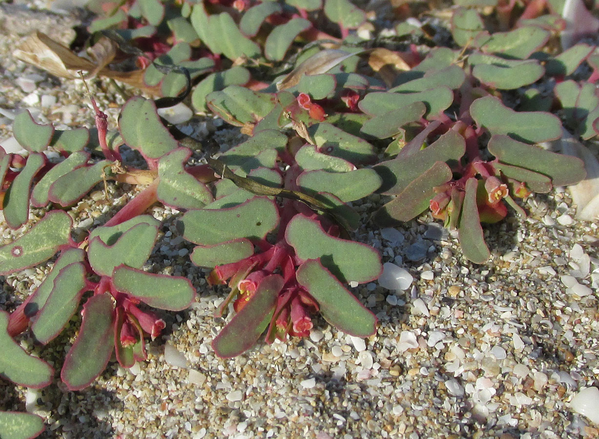 Image of Euphorbia peplis specimen.