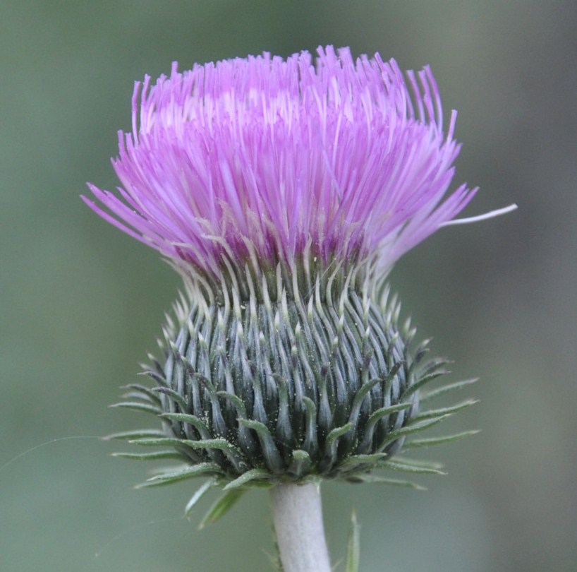 Image of Carduus candicans specimen.