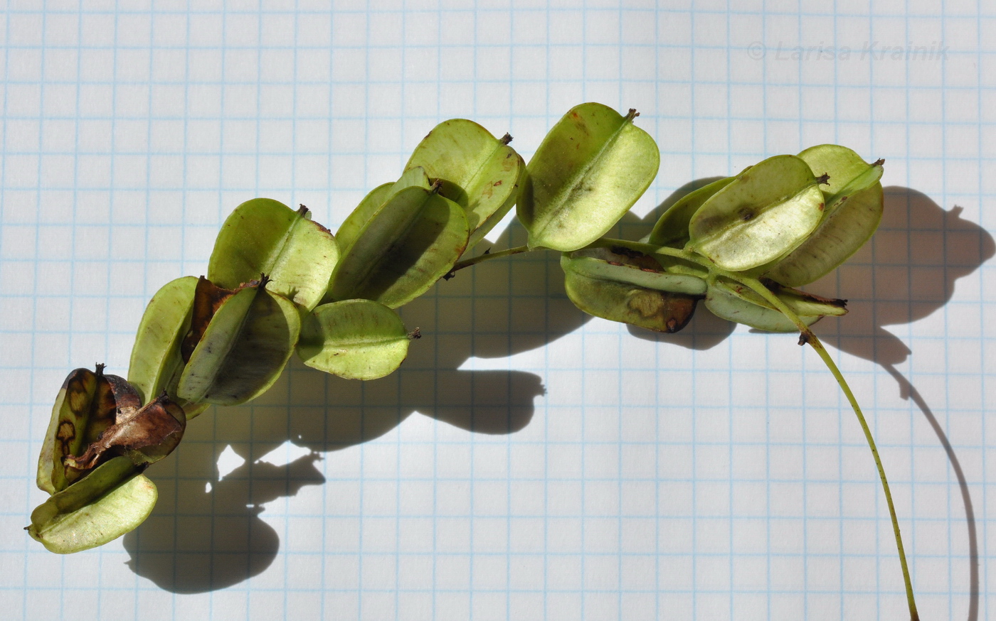 Image of Dioscorea nipponica specimen.