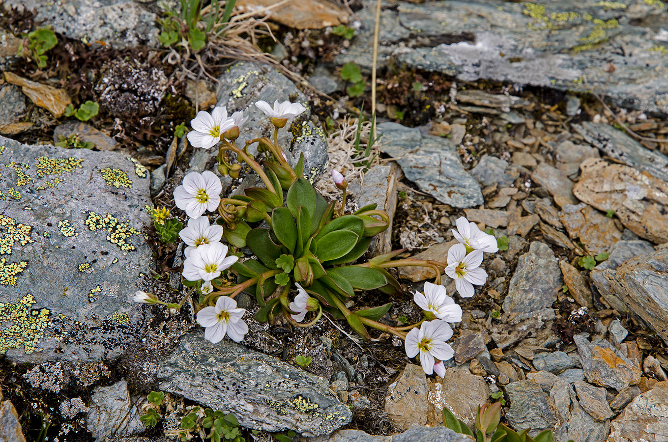 Image of Claytonia joanneana specimen.