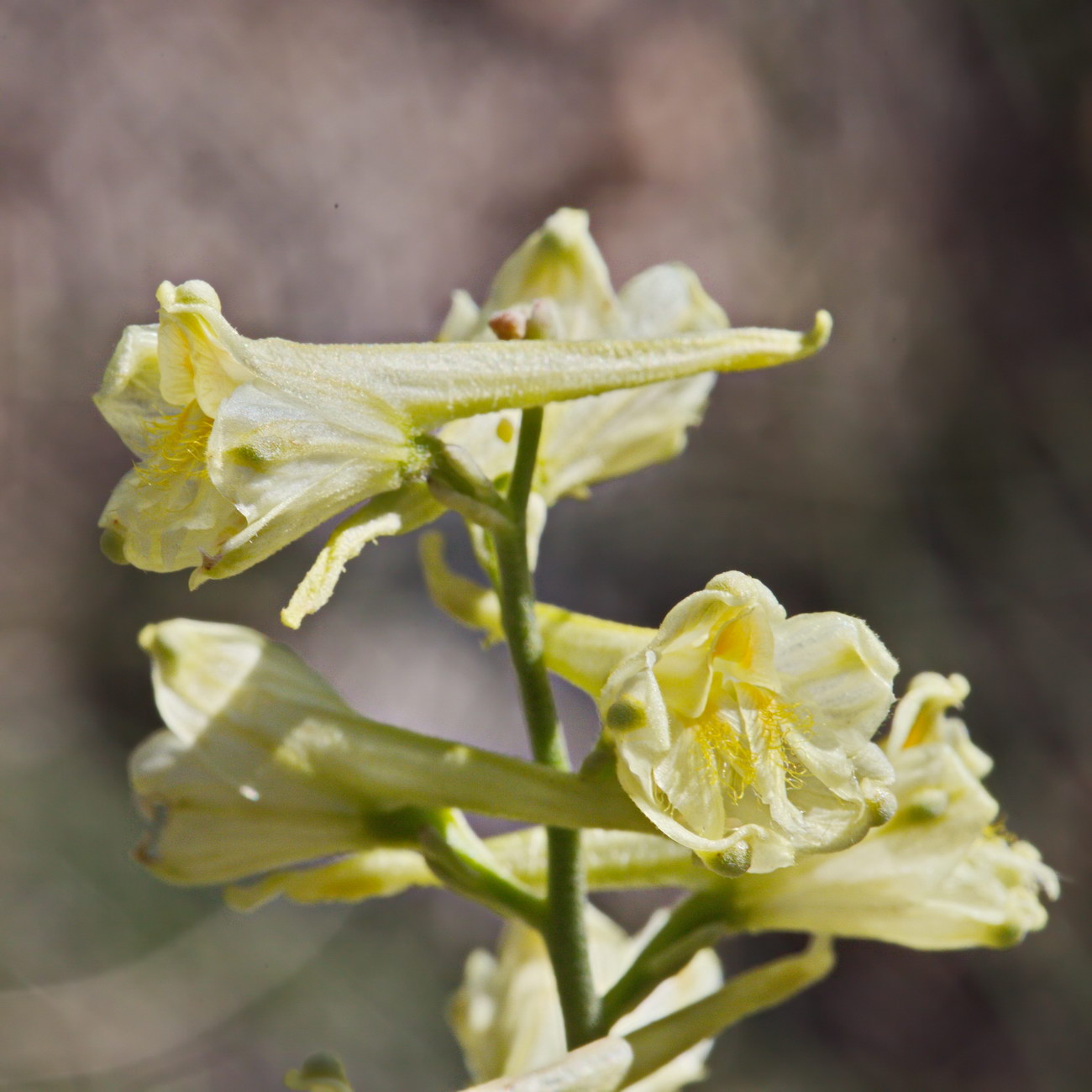 Image of Delphinium biternatum specimen.