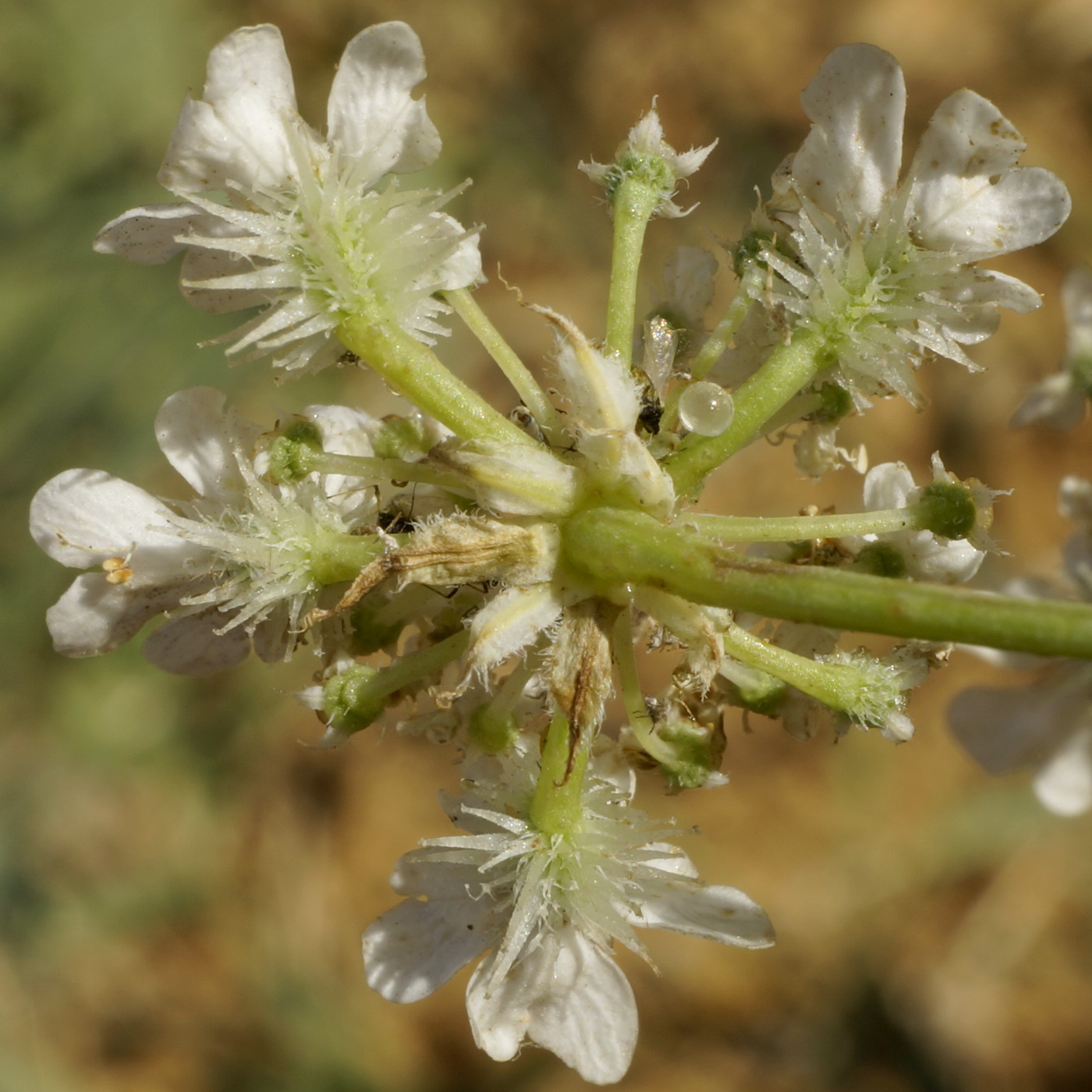 Image of Astrodaucus littoralis specimen.