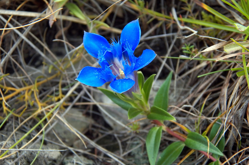 Изображение особи Gentiana grossheimii.