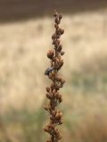 Verbascum lychnitis