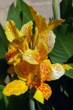 Canna × orchiodes