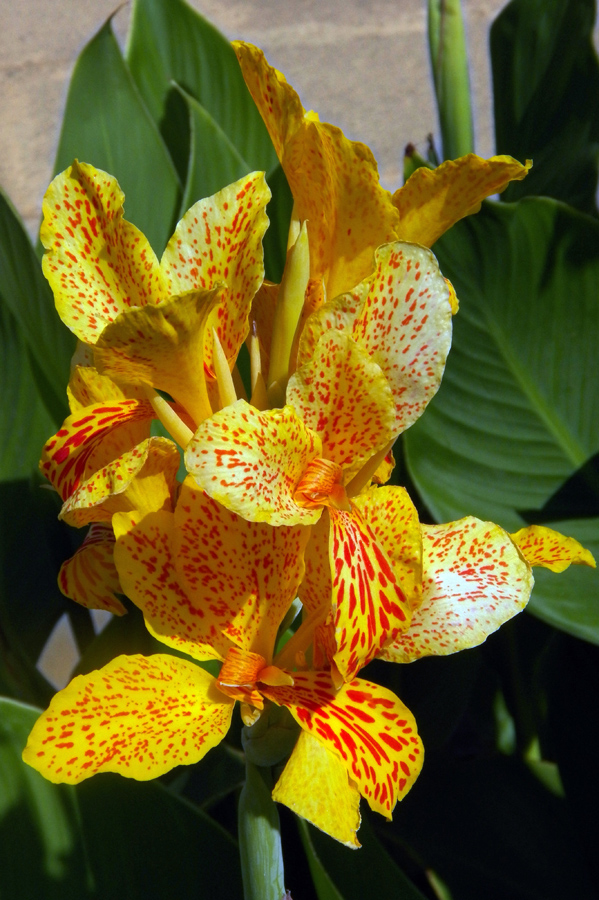 Изображение особи Canna &times; orchiodes.