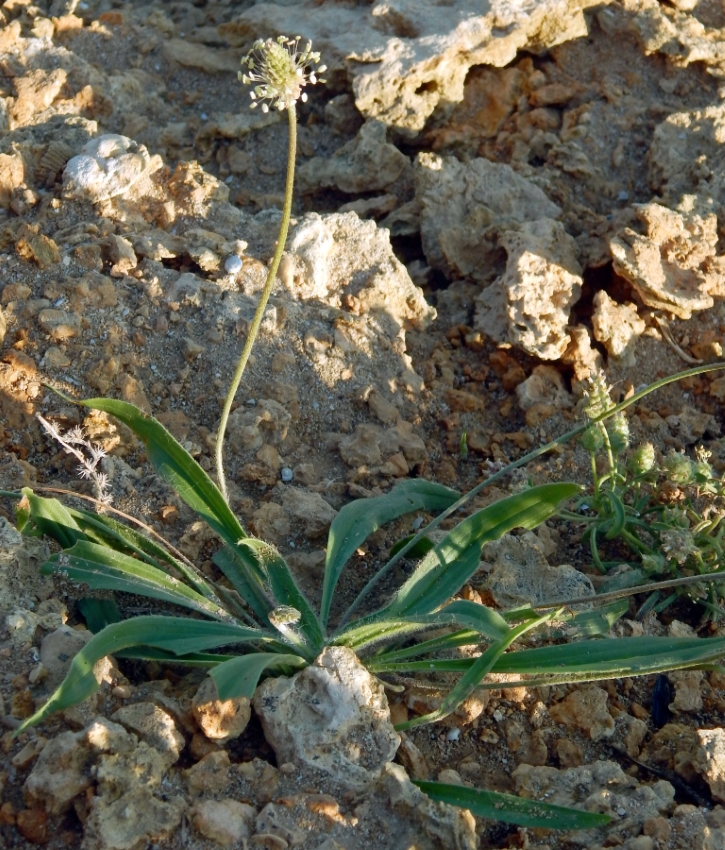 Image of Plantago lanceolata specimen.