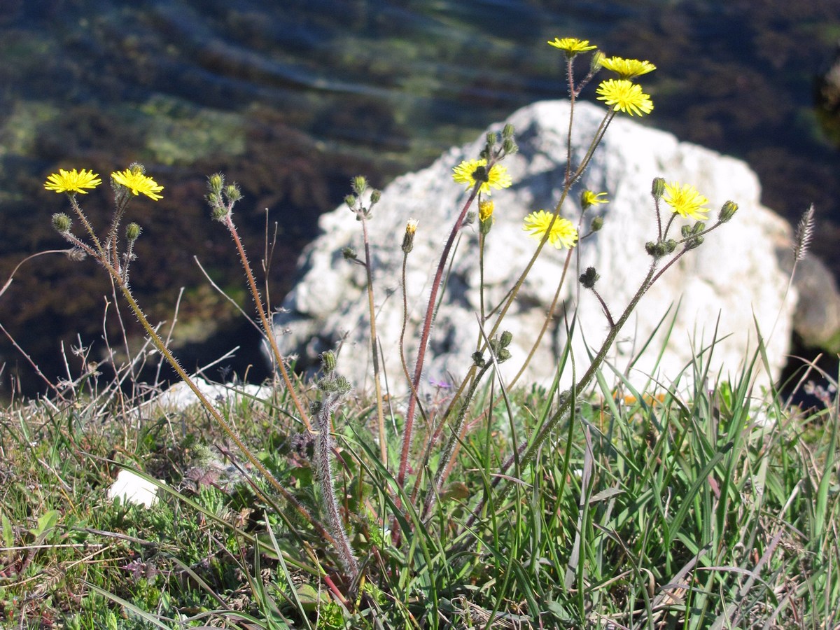 Image of Lagoseris sancta specimen.