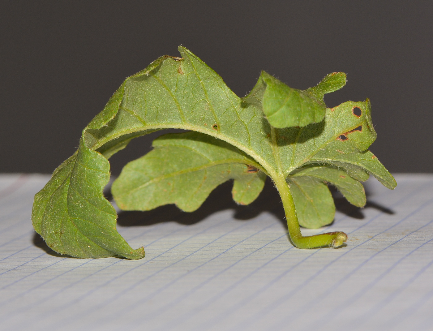 Изображение особи Convolvulus althaeoides.