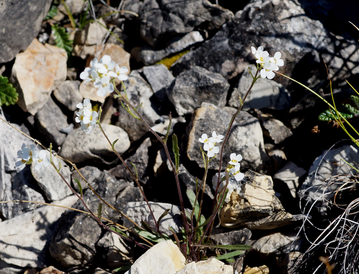 Изображение особи Braya humilis.