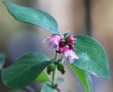 Symphoricarpos albus var. laevigatus