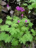 Смотреть изображение Cortusa sachalinensis