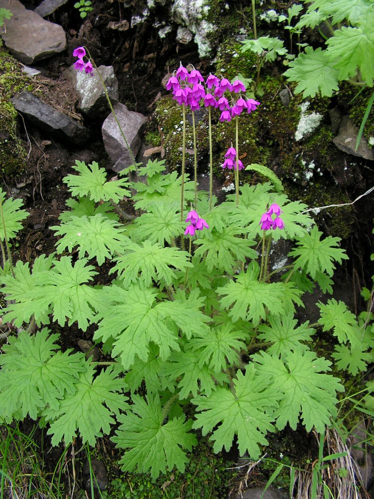 Image of Cortusa sachalinensis specimen.