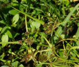 Cyperus fuscus