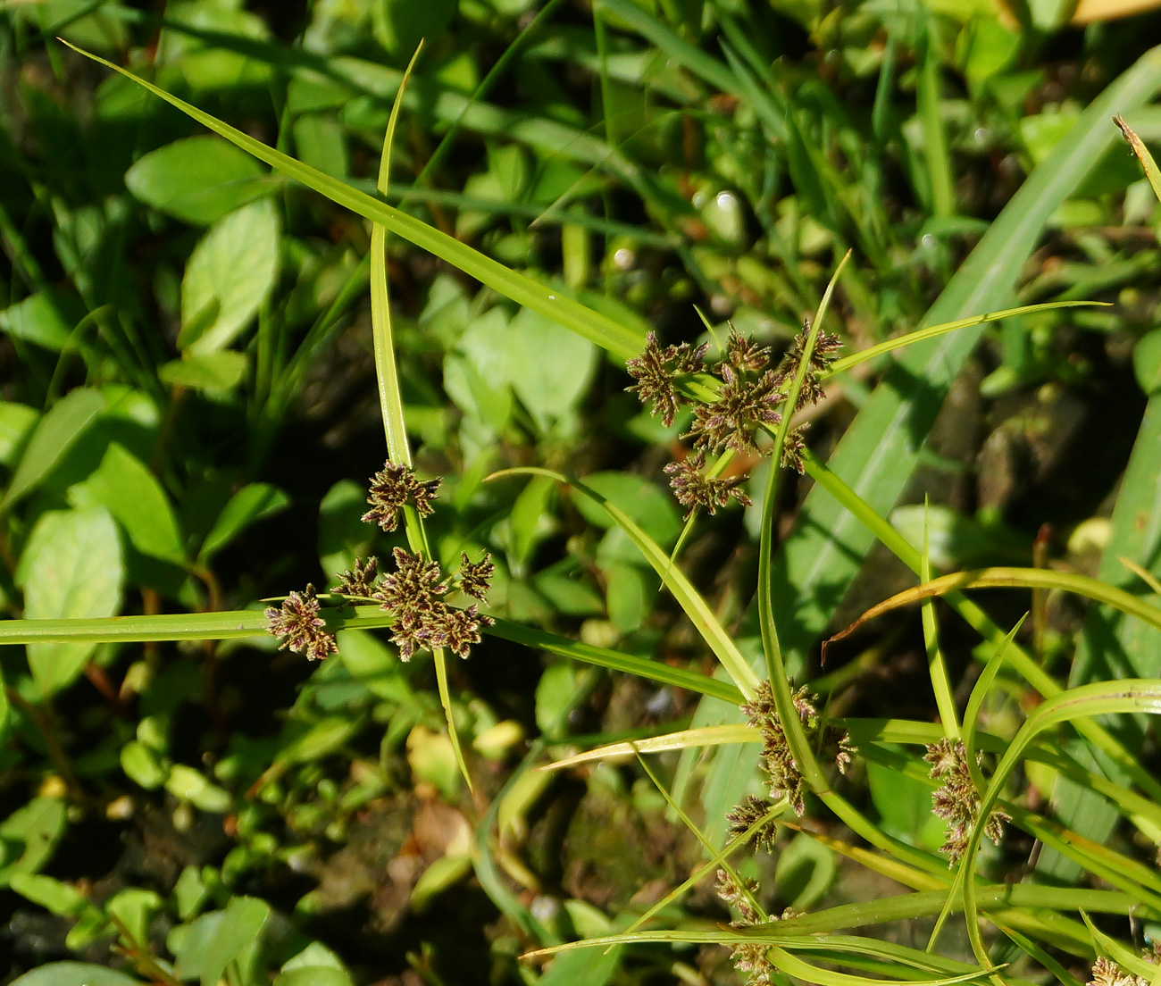 Image of Cyperus fuscus specimen.