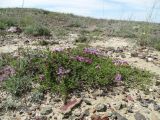 Thymus mugodzharicus. Цветущее растение в гемипетрофитной пустынной полынно-тырсиковой степи со спиреей на пологом склоне сопочного увала. Казахстан, Актюбинская обл., Мугалжарский р-н, 30 км ВСВ пос. Эмба; западный склон Мугоджар (к Подуральскому плато), котловина оз. Жарколь и Коксу по правому борту долины р. Аулья. 13.06.2017.