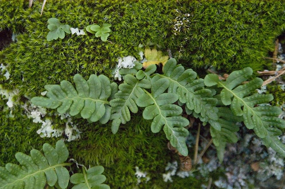 Изображение особи Polypodium vulgare.