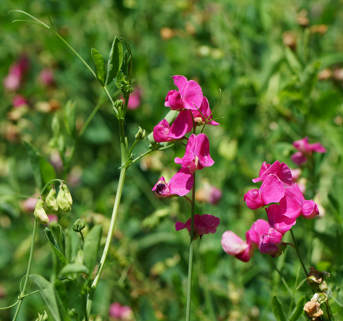 Изображение особи Lathyrus tuberosus.