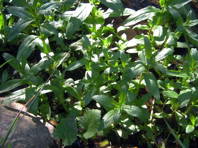 Изображение особи Veronica oxycarpa.