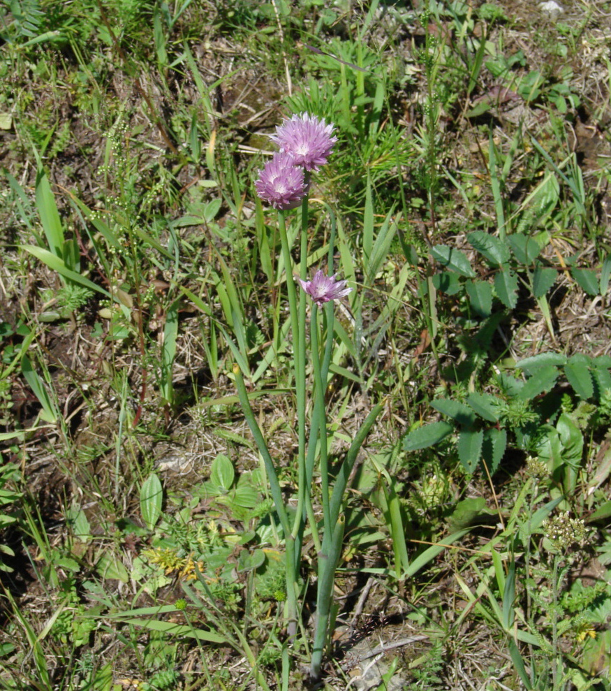 Image of Allium schoenoprasum specimen.