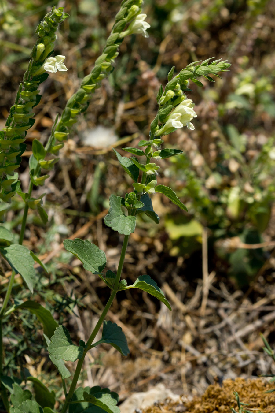 Изображение особи Scutellaria sieberi.