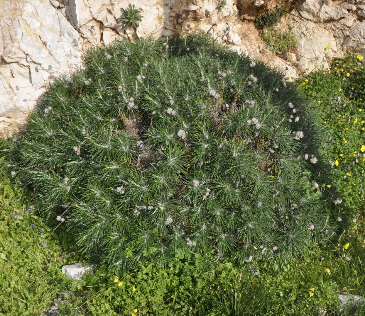 Image of Ptilostemon chamaepeuce specimen.