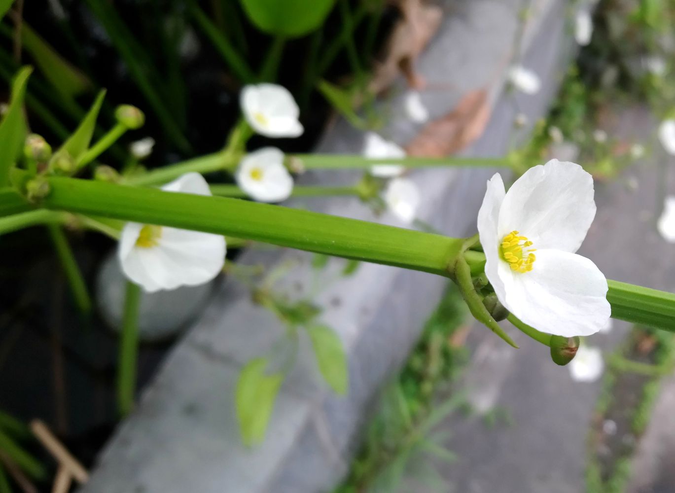 Изображение особи Echinodorus major.