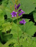 Campanula latifolia. Верхушка цветущего растения. Абхазия, Рицинский реликтовый национальный парк, перевал Пыв, ≈ 1900 м н.у.м., опушка букового леса. 13.07.2017.