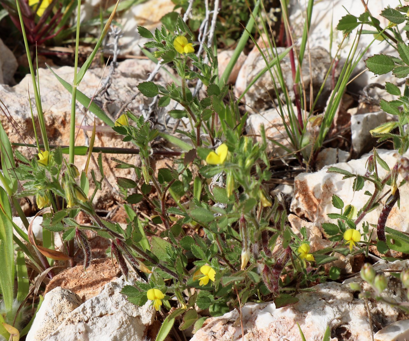 Изображение особи Ononis ornithopodioides.