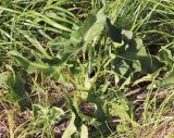 Arum dioscoridis