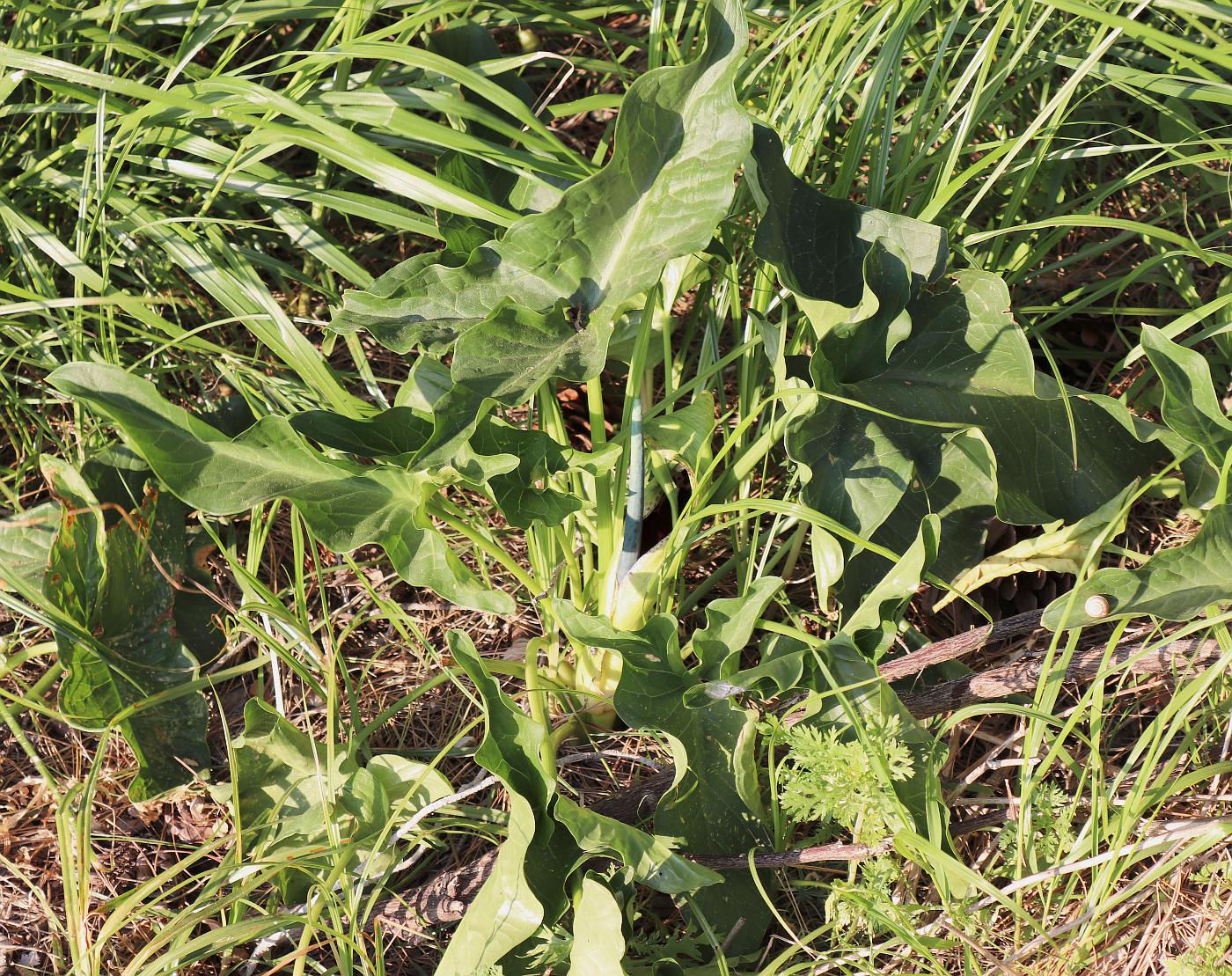 Изображение особи Arum dioscoridis.