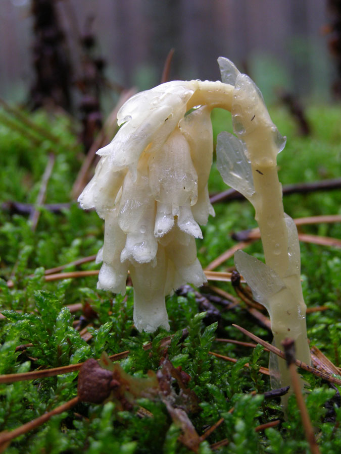 Image of Hypopitys monotropa specimen.