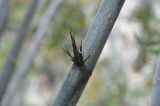 genus Bambusa