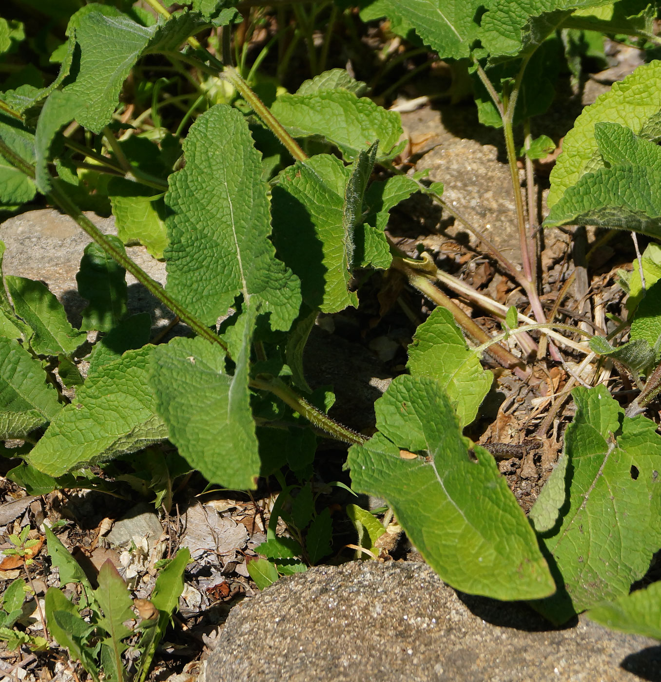 Изображение особи Salvia verticillata.