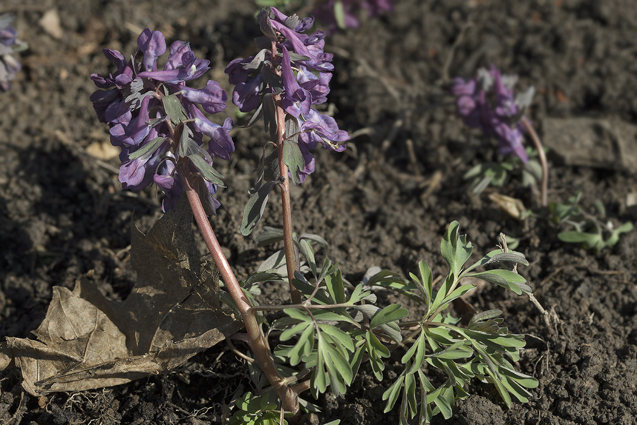 Изображение особи Corydalis solida.