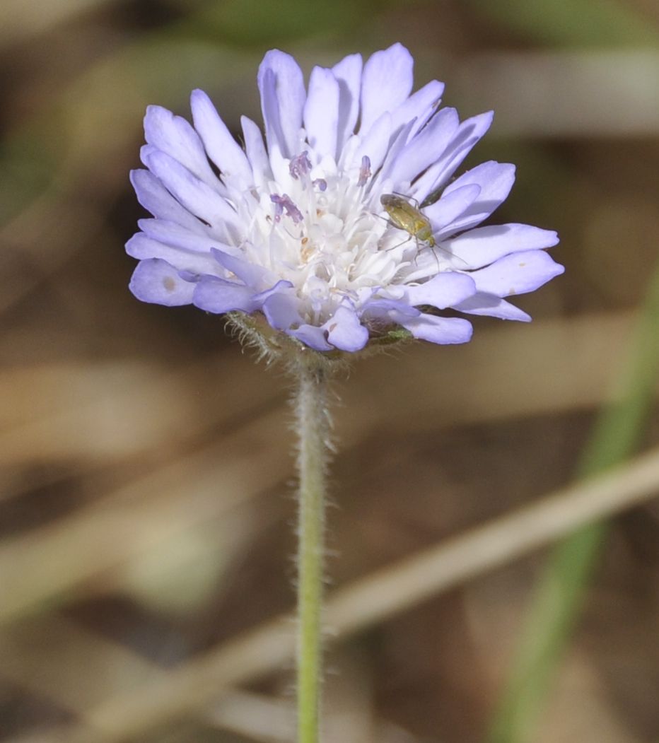 Image of genus Knautia specimen.