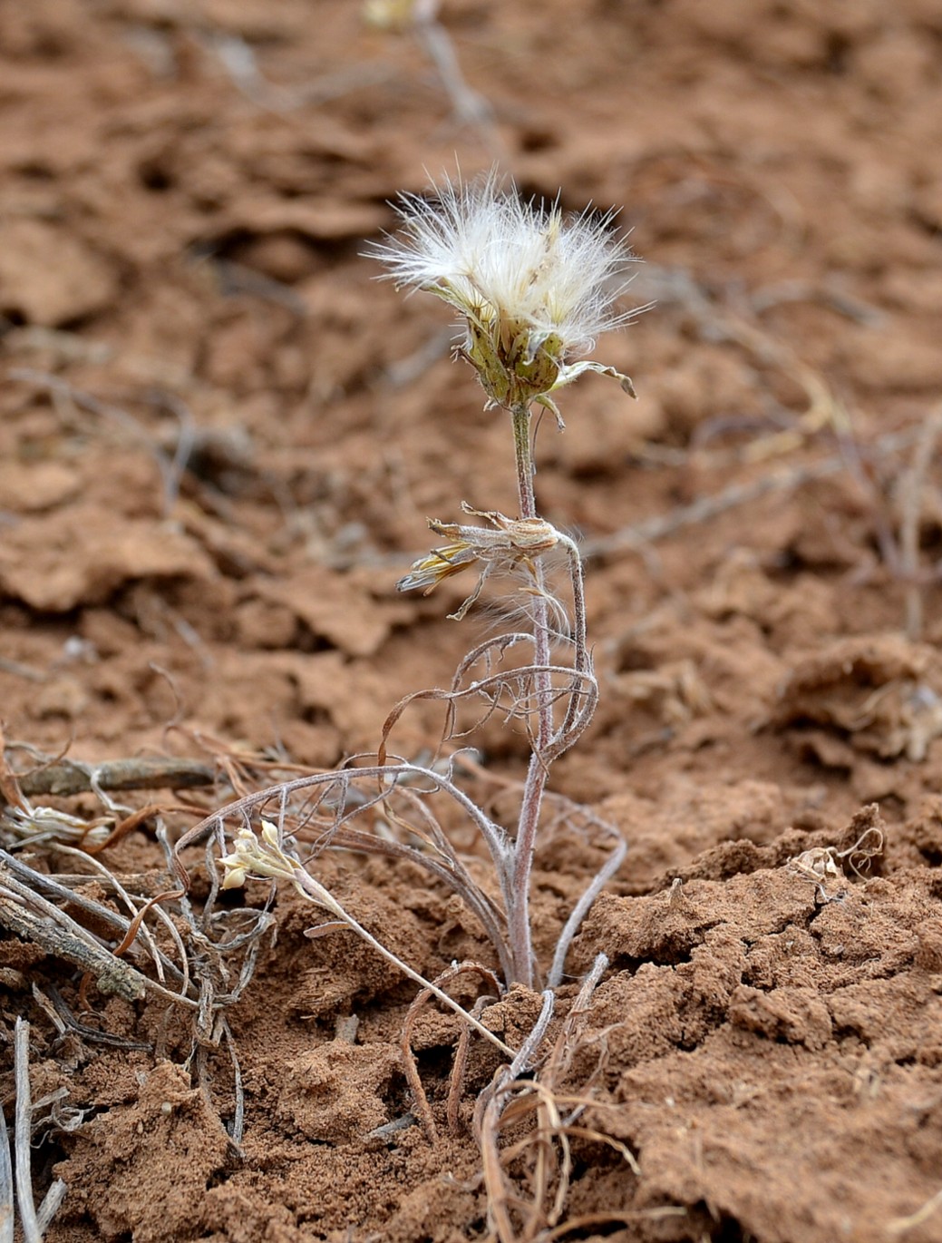 Image of Scorzonera cana specimen.