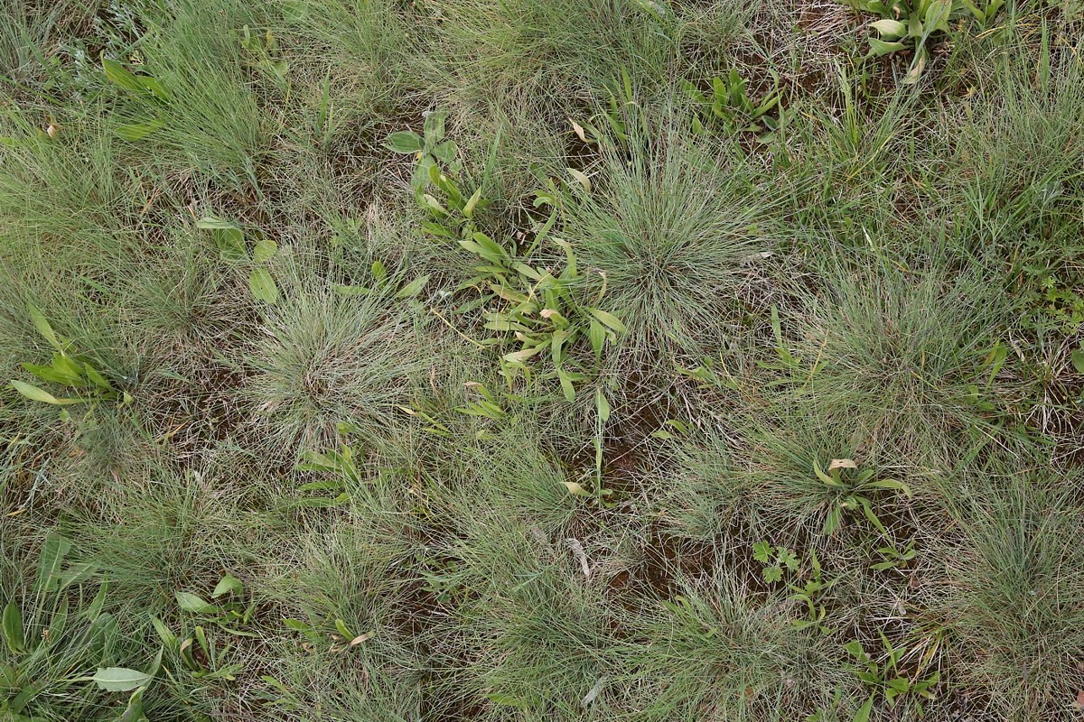 Image of Festuca valesiaca specimen.