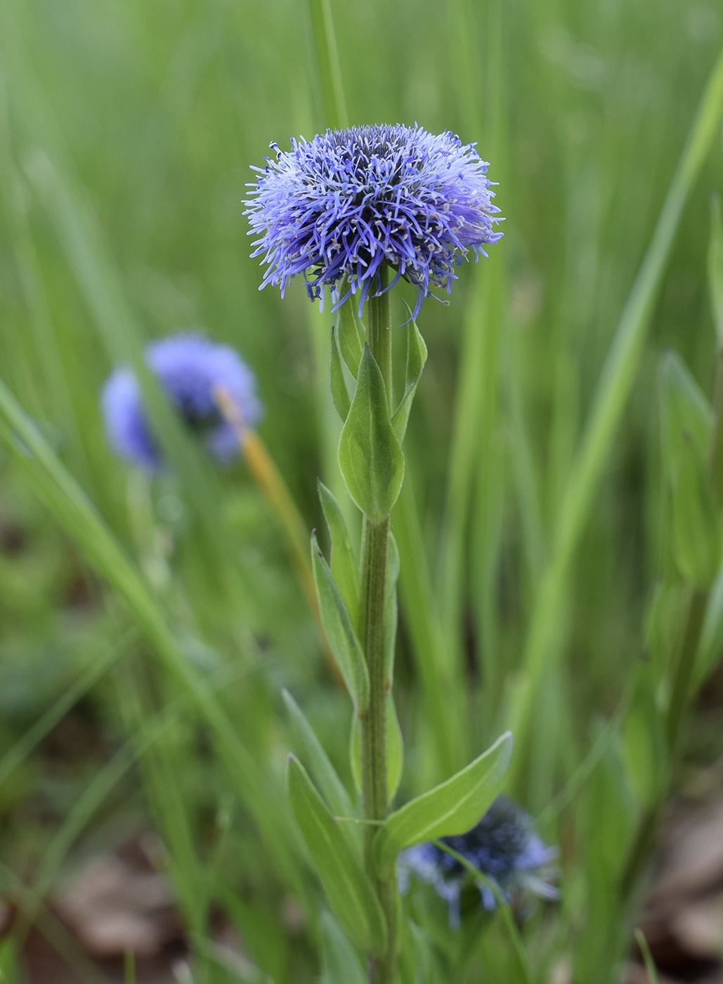 Изображение особи Globularia vulgaris.