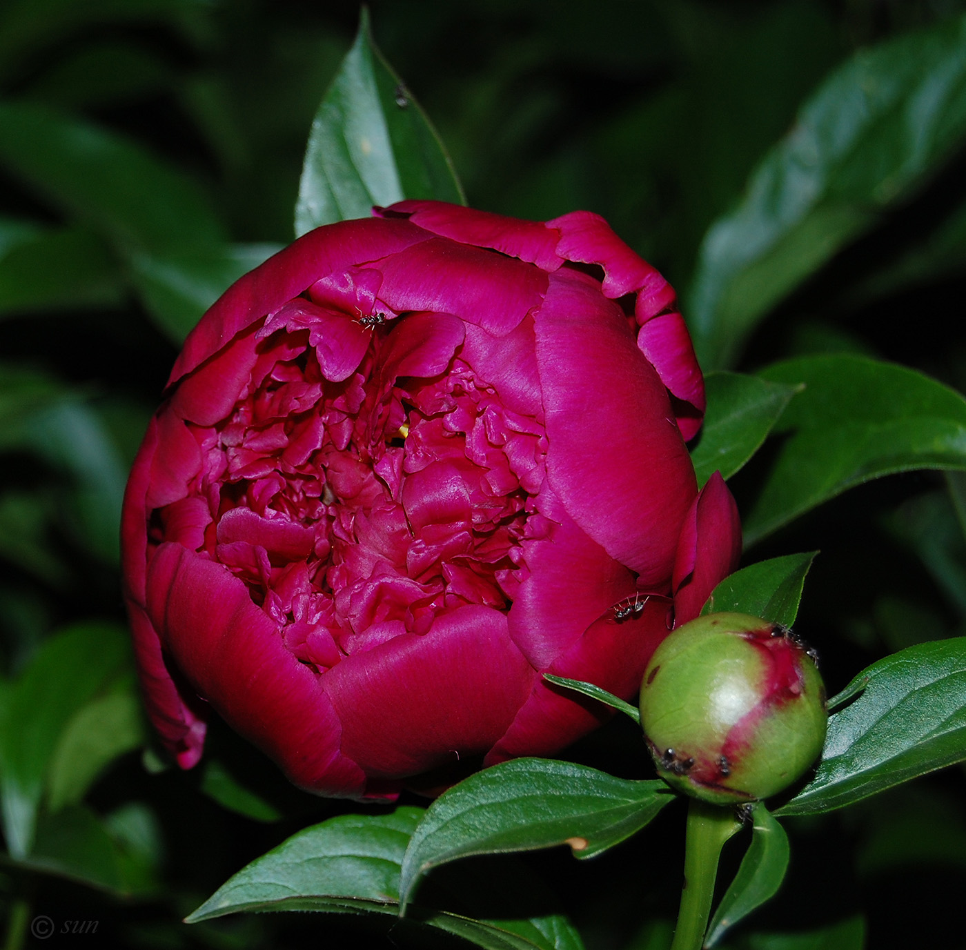 Изображение особи Paeonia lactiflora.