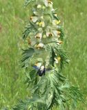 Phlomoides laciniata