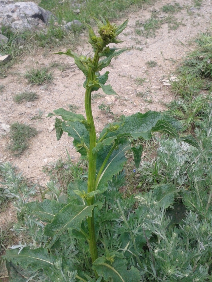 Image of genus Verbascum specimen.