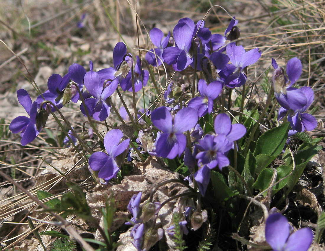 Изображение особи Viola ambigua.