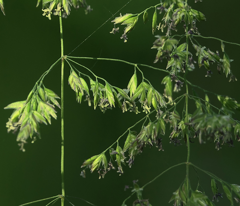 Image of genus Poa specimen.